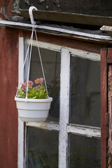 Flower pot with petunias on old peeling window background in ruins of house, selective focus