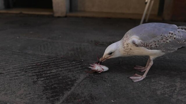 A hungry scavenging sea gull eating a fish head on the streets of Venice, Italy