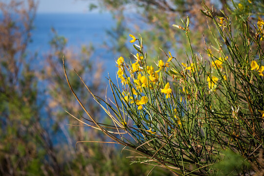 Fiori di Ginestra sulla costa del Monte Conero