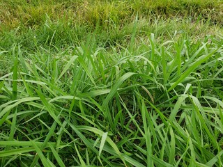 Plant, Flower, Green
