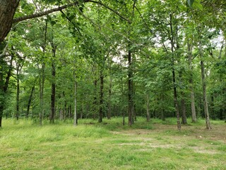 Obraz premium Forest, tree, wood, trees.