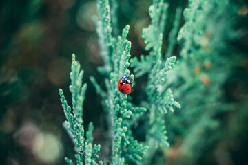ladybug on a leaf