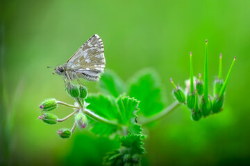 Macro Photography of  Moth on Twig of Plant.