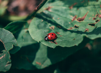 ladybug on a leaf