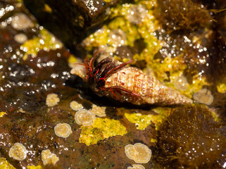 Hermit crabs decapod crustaceans of the superfamily Paguroidea. The crab hides in the snail helix, which is located on the wet stone.