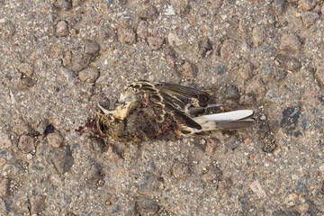 The Eurasian skylark (Alauda arvensis) is a passerine bird in the lark family, Alaudidae. Dead bird. The killing of a animal. Death from the car.
