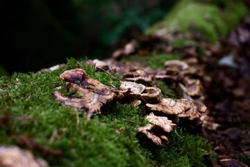Pilze 