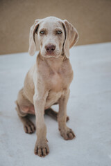 Weimaraner Puppy Dog funny face, cute puppy, happy dog, little weimaraner puppy,