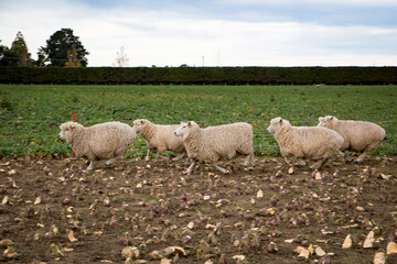 Obraz na płótnie Canvas Sheep are strip grazing in a field of swedes on a Canterbury farm during winter in New Zealand