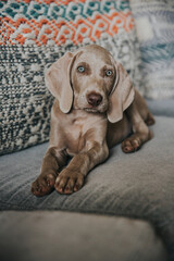 Weimaraner Puppy Dog funny face, cute puppy, happy dog, little weimaraner puppy,