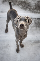 Weimaraner Puppy Dog funny face, cute puppy, happy dog, little weimaraner puppy,