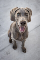 Weimaraner Puppy Dog funny face, cute puppy, happy dog, little weimaraner puppy, weimaraner smile, puppy smile, 