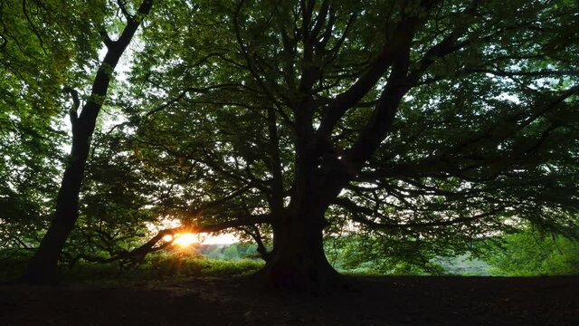 Time lapse of sunset light through branches of tree in forest