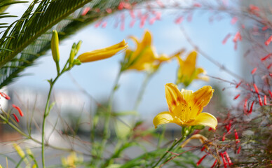 Fototapeta na wymiar red and yellow flowers