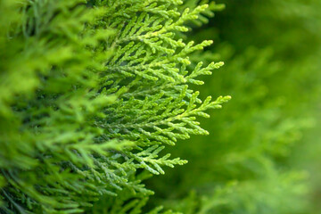 close up of green plant