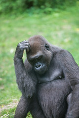 Big gorilla sitting in the grass scratching his head.  © ChristyLangPhotos