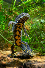 Crested newt, male / Kammmolch-Männchen (Triturus cristatus) 