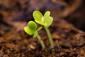 Closeup of seedlings growing out of peat pellets in a greenhouse. Selective focus on the leaves of one of the seedlings.