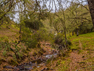 ARROYO