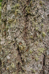 Detail of various lichen species growing on bark of Douglas Fir tree