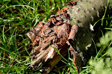 European firebugs on a dry branch