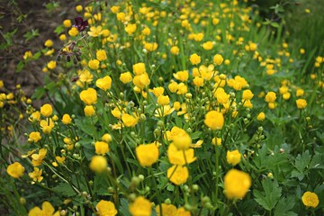 Obraz premium Corn buttercups meadow. Yellow meadow