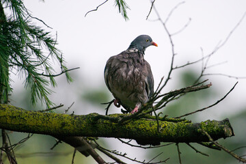 Tortora con il piumaggio bagnato posata su un tronco di un ramo in un giardino