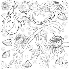 Black and white dragon fruit isolated on white background. Vector illustration.