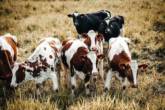 Brown - white and black - white cows in a grassy field on a bright and sunny day.
