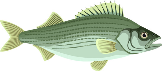 vector Atlantic striped bass isolated - obrazy, fototapety, plakaty