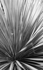 Obraz premium cactus grass black and white