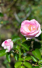 pink rose in garden