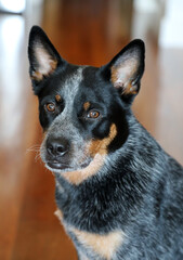 Closeup of a young female Australian Cattle Dog, also known as a Blue Heeler.    She is looking directly at the camera with a wooden background