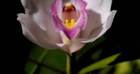 Fototapeta na wymiar pink and white floral up close