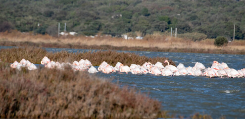 group of flamingos in the water