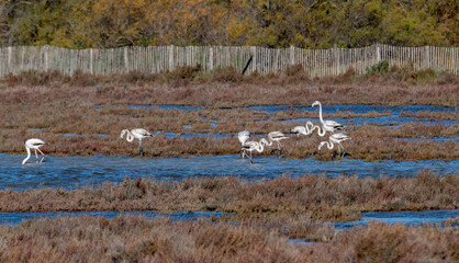 group of flamingos in the water