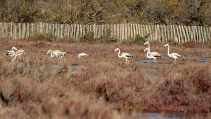 group of flamingos in the water