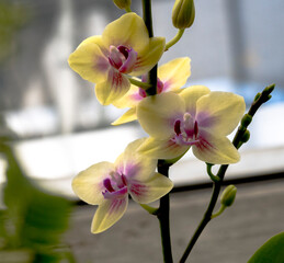 yellow and pink orchid flower