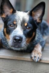 Closeup of a young blue heeler dog, also known as an Australian Cattle Dog