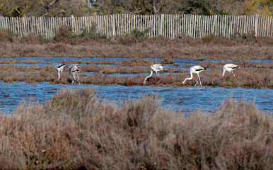 Fototapeta na wymiar group of flamingos in the water