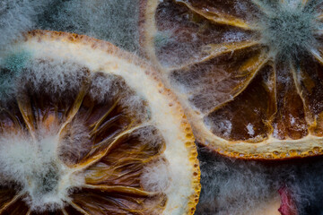 Mold created on the slices of oranges on old wooden background. Concept of old, rotten products and life.