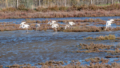 group of flamingos in the water