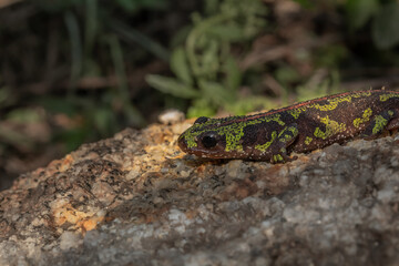 tritão-marmorado (triturus marmoratus)