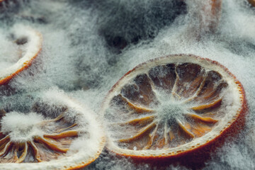 Mold created on the slices of oranges on old wooden background. Concept of old, rotten products and life.
