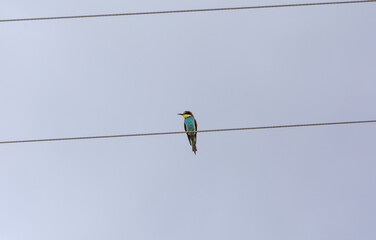 Colorful bee-eater on a high voltage cable