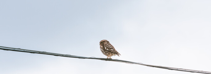 Little owl with yellow eyes staring at us from a wire