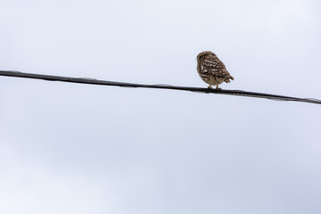Little owl looking from a high voltage cable