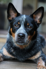 Closeup of a young blue heeler dog, also known as an Australian Cattle Dog