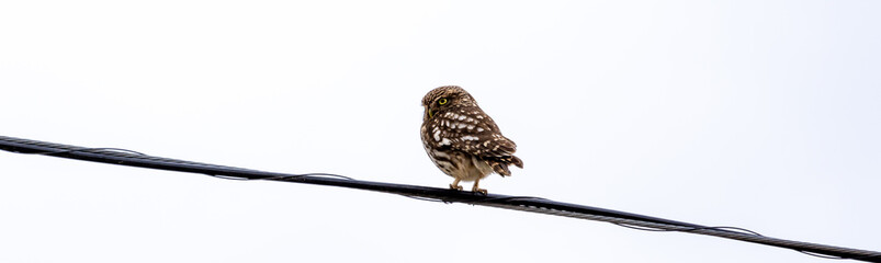 Little owl with yellow eyes staring at us from a wire
