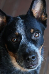 Closeup of a young blue heeler dog, also known as an Australian Cattle Dog